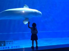 -芜湖新华联大白鲸海洋公园