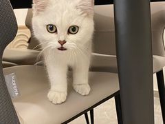 -lincat·猫舍(广州店)