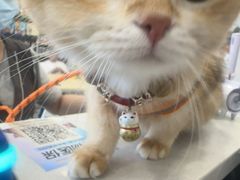 -瑞鹏宠物医院·骨科·猫科·内科(第一中心)