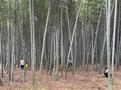-同里国家湿地公园