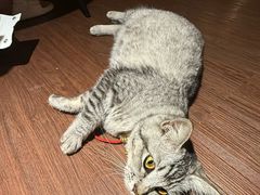 -猫岛主趣味餐厅(鼓浪屿店)
