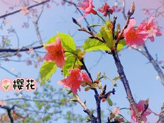 -四海公园(南山区)