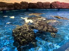 -芜湖新华联大白鲸海洋公园