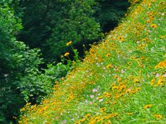 -西湖风景区-江洋畈生态公园