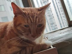 -猫猫幼稚园·撸猫·桌游·电玩