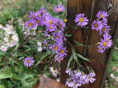 -白草畔自然风景区