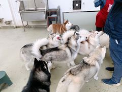 -星多哈·狗咖·拼豆·咖啡