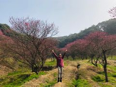 -新建村梅花