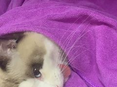 -创凡宠物医院·骨专科  猫科中心(西乡分院)