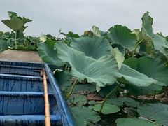 -洪湖生态旅游区