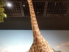 -陕西自然博物馆