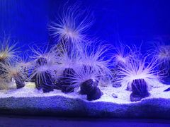 -上海海洋水族馆