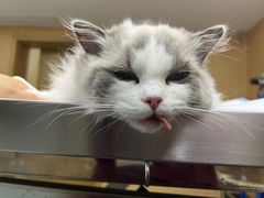-艾贝尔宠物医院·24H转诊中心·肿瘤猫专科(江宁双龙店)