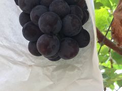 -马陆小张葡萄园农家乐