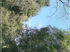 -江西阳明山国家森林公园