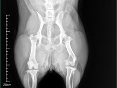 -爱妮康宠物医院·干细胞免疫细胞·肿瘤·心脏(张江店)