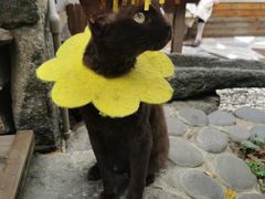 -喵屿·大理花园猫咖