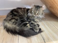 -李小姐の猫咖啡馆(五角场店)