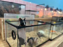 -Moni星球萌宠·小马宝莉·灵蛇·高端高阶全萌宠互动体验俱乐部(红豆国际广场店)