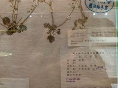 -四川大学博物馆