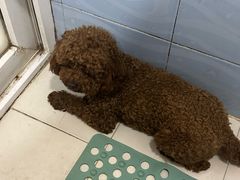 -纳吉亚猫专科动物医院·北北分院