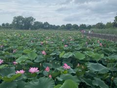 -羊亭河湿地公园