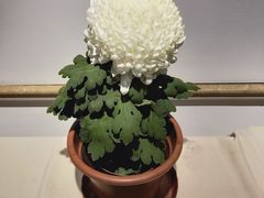 -鲜丰水果