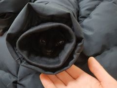 -北京观赏动物医院·24小时大型综合·猫专科·异宠专科