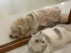 -共舞时光猫咖·狗咖(新街口店)