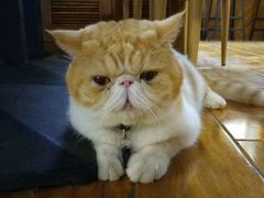 -喵园·猫主题咖啡厅·撸猫·猫咖(国贸店)