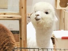 -猫色咖啡·猫咖