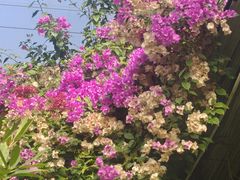 -呀路古热带植物园
