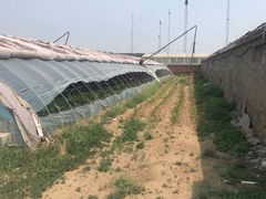 -大自然农场蔬菜草莓采摘园