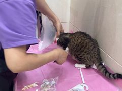 -北京观赏动物医院·24小时大型综合·猫专科·异宠专科