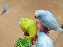 -呀路古热带植物园