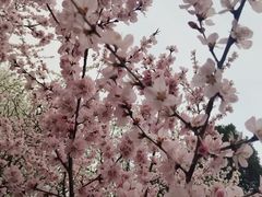 -桃花堤公园