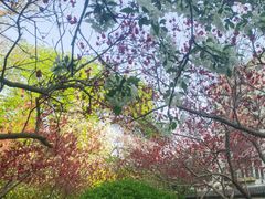 -桃花堤公园