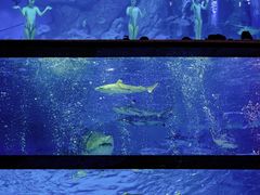 -海合安成都极地海洋公园
