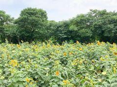 -盘龙城国家考古遗址公园