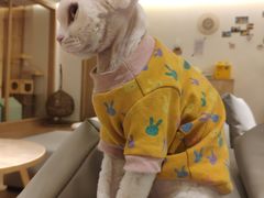 -猫腻·猫咖·撸猫馆(星光大道店)