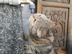 -喵屿·大理花园猫咖