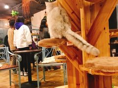 -共舞时光猫咖·狗咖(新街口店)