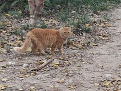 -复旦大学附属肿瘤医院(徐汇院区)