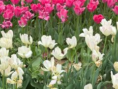 -石家庄市植物园