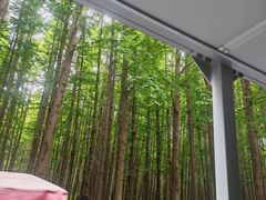-日照海滨国家森林公园