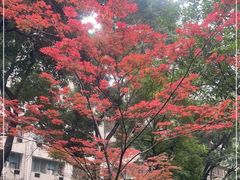 -四川大学(望江校区)