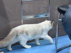 -万博宠物医院·手术·诊疗(未央凤城五路店)