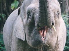-广州长隆野生动物世界