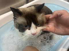 -PETKIT小佩宠物·低压洗护(国顺东路店)