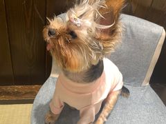 -逗柴咖啡屋·狗咖猫咖宠物桌游
